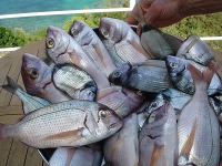 Fishing in Korcula 1